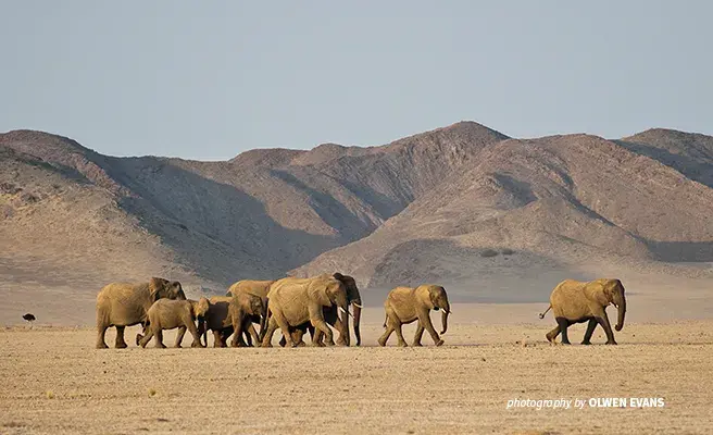 Photo of elephant herd in the Damaraland desert landscape in Namibia