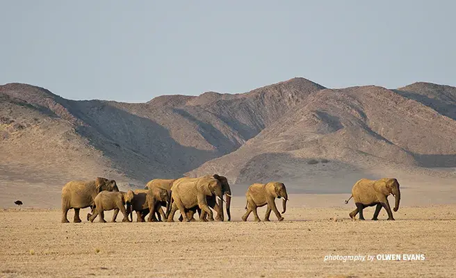 Unique desert elephants found in Damaraland in Namibia Photo of elephant herd in the Damaraland desert landscape in Namibia