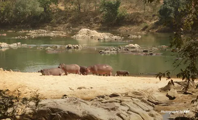 Faro River at the border of Nigeria and Cameroon supports wildlife near the Faro National Park Landscape photo of hippos basking on the banks of Faro River in northern Cameroon