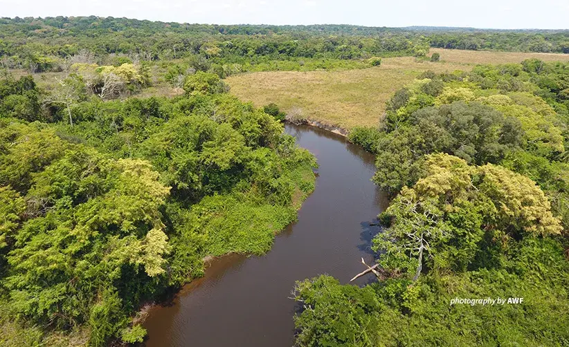 AWF empowers communities and wildlife management authority to conserve biodiversity in the Bili-Uele Protected Area Complex Aerial photo of river flowing through tropical forest in wildlife-rich landscape in northern Democratic Republic of Congo