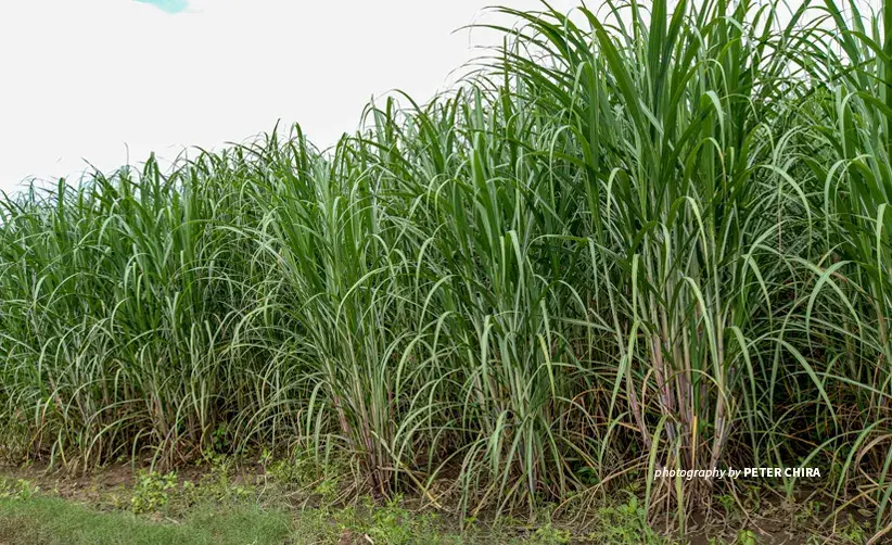 Photo of sugarcane plantation in Southern Tanzania village adopting climate-smart practices