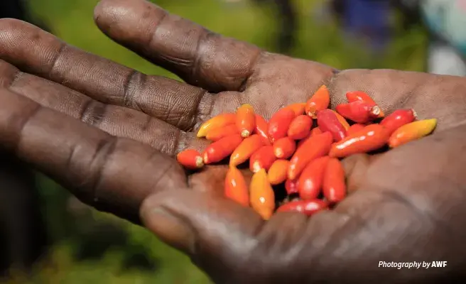 Chili peppers repel crop-raiding elephants and diversify agriculture in Uganda Close-up photo of chili peppers grown by rural farmers in Uganda to repel elephants