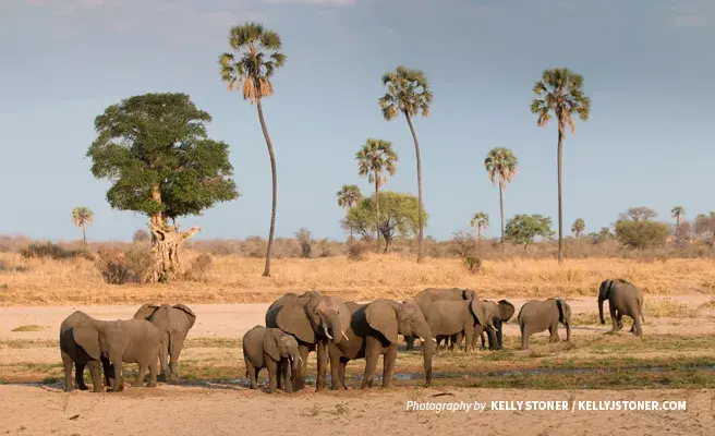 Elephants migrate between habitats and sometimes cross farmland Photo of large herd of elephants in savanna grassland in southern Tanzania