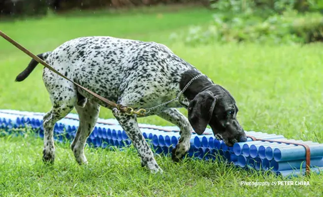 Photo of AWF-trained sniffer dog demonstrating how illegal wildlife products are found