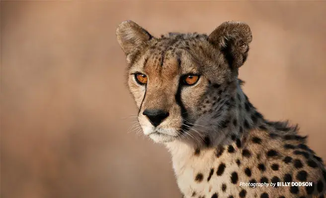 Cheetahs are one of wildlife photographer Billy Dodson's favorite African species Close-up photo of young male cheetah at sunset