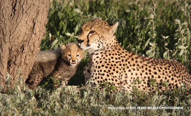 Close-up photo of cheetah cub with adult sitting in savannah grassland