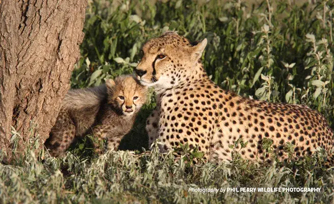 Cheetah cubs are snatched from the wild and smuggled in the exotic pet trade Close-up photo of cheetah cub with adult sitting in savannah grassland