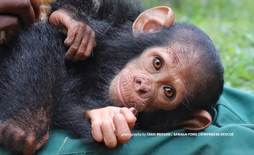 AWF-supported anti-poaching rangers near Dja Faunal Reserve saved a baby chimpanzee destined for the illegal pet trade Close-up photo of kidnapped chimpanzee after rescue from village in Dja, Cameroon