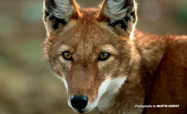 Close-up photo of a lone Ethiopian wolf