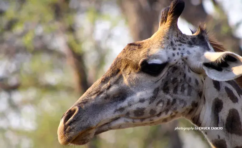 AWF works with wildlife authorities and local communities to protect giraffe populations and habitat Close-up photo of a giraffe browsing on trees in African wildlife area