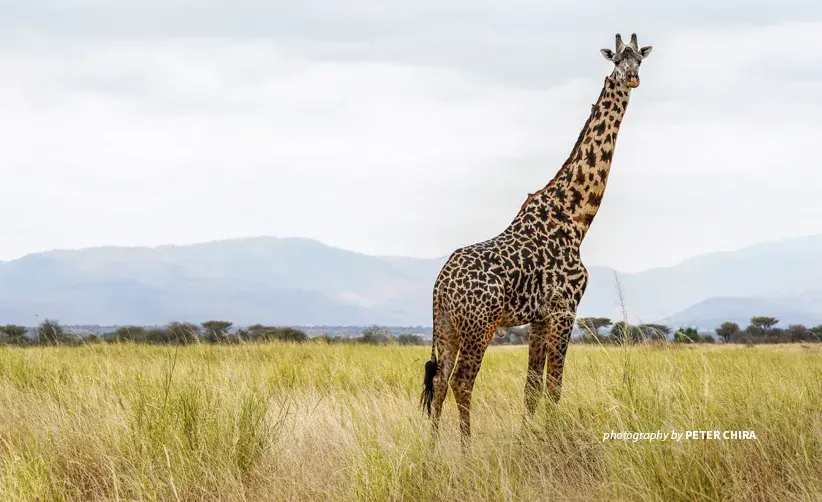 Photo of lone giraffe standing in open savanna grassland in Manyara Ranch conservancy