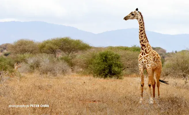 Wildlife management authorities collaborate across the Kenya-Tanzania border to mitigate threats to vulnerable giraffe populations Photo of young giraffe in dry savannah grassland in Tsavo wildlife area in Kenya