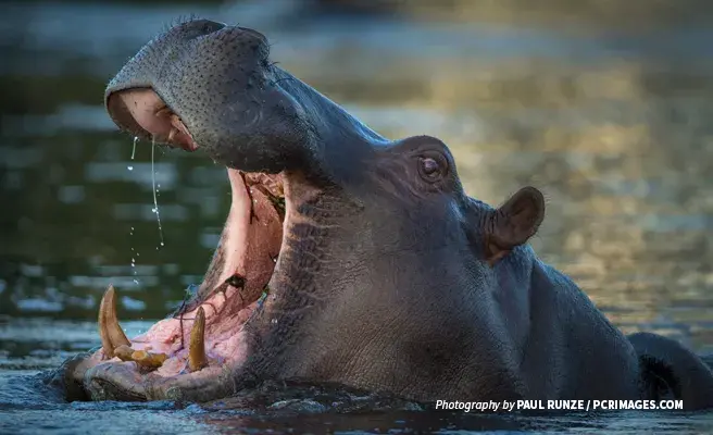 Close-up photo of lone African hippo submerged in water 