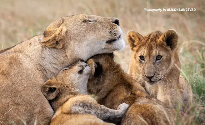 Photo of adult lion with three cubs in African savanna grassland