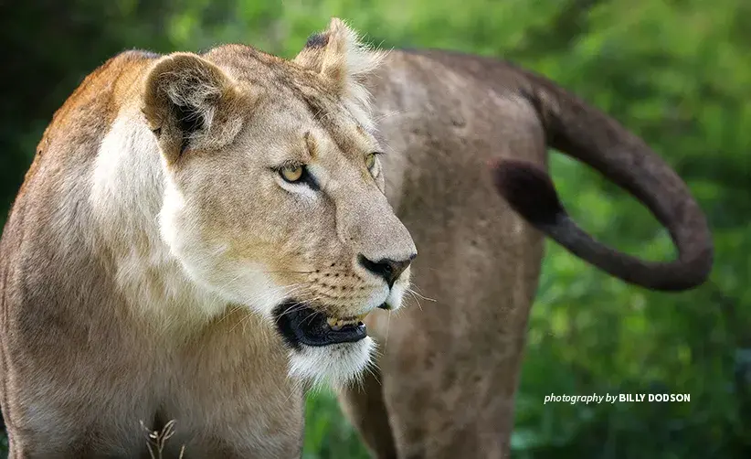 Lion bone trade raises the risk of lion poaching and the decline of wild lion populations Close-up photo of lone lion in African savanna grassland
