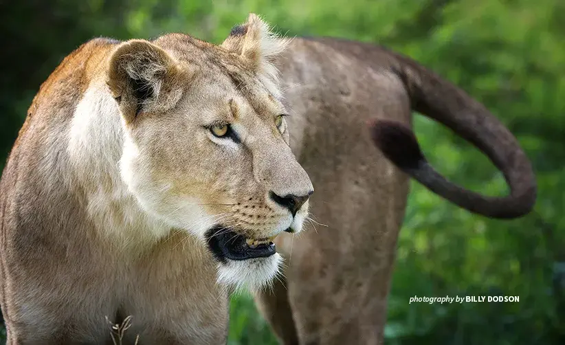 Close-up photo of lone lion in African savanna grassland