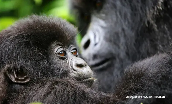 Intensive conservation of mountain gorillas boosts Rwanda's tourism sector Close-up photo of baby mountain gorilla with adult mountain gorilla in background