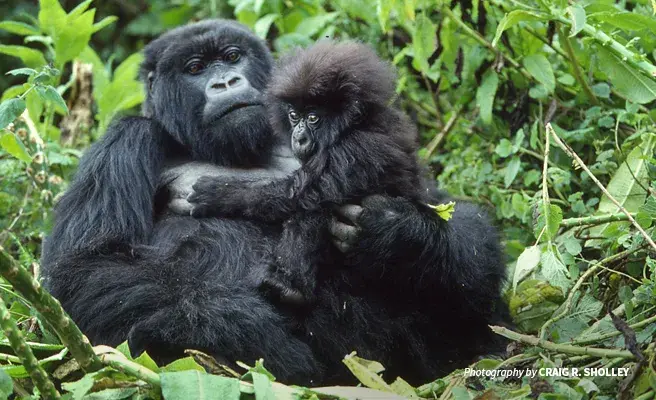 Newborn mountain gorillas are celebrated and named at the annual Kwita Izina ceremony in Rwanda Photo of baby mountain gorilla with mother in forested habitat in the Virunga mountains