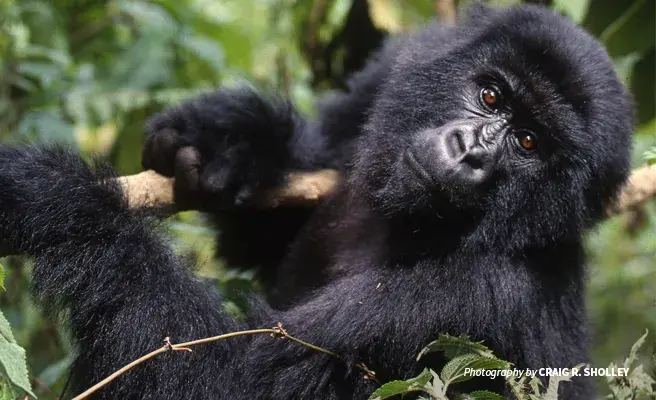 Mountain gorilla populations are spread across a transboundary landscape including Rwanda, the Democratic Republic of Congo, and Uganda Photo of mountain gorilla gripping tree branch in Volcanoes National Park in Rwanda