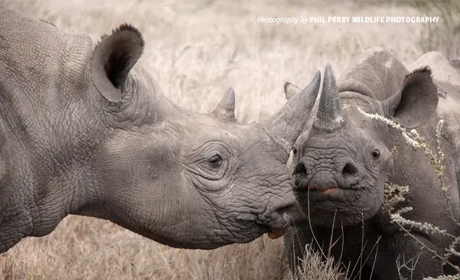 Close-up photo of adult hooklipped eastern black rhino and juvenile rhino