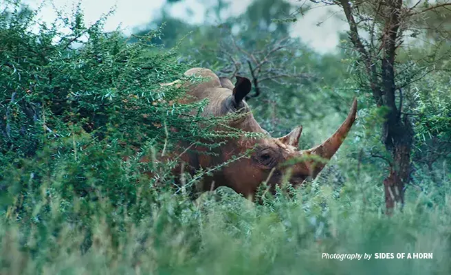 Set in South Africa, the short film Sides of a Horn draws attention to the plight of the rhino Close-up photo of a rhino grazing in tall shrubland in South Africa